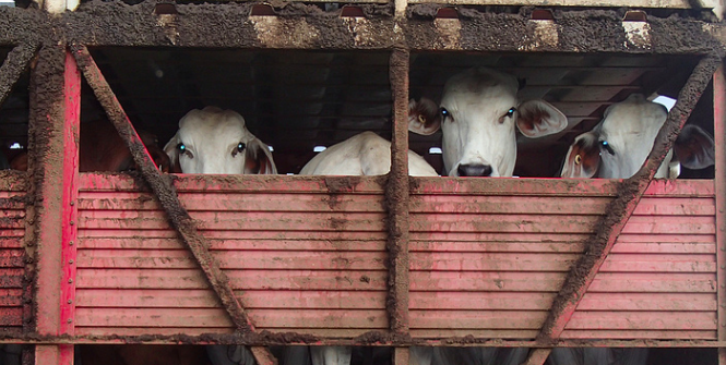 Indonesia has cut its Australian cattle imports by 80%. Photo Credit: Flickr (writtenq) Creative Commons.