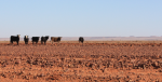 Diamantina cattle grazing country. Photo Credit: Flickr (Tindo2) Creative Commons
