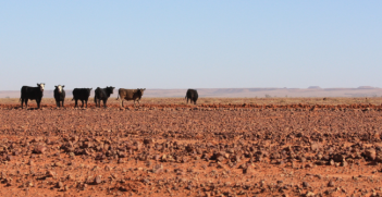 Diamantina cattle grazing country. Photo Credit: Flickr (Tindo2) Creative Commons