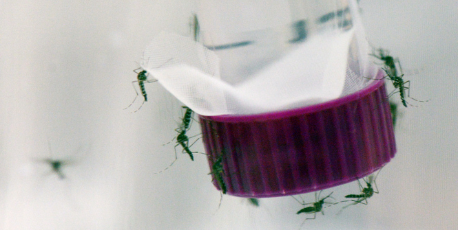 Zika Mosquitoes. Photo Source: IAEA Imagebank (Flickr). Creative Commons.