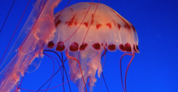 Jellyfish at Monterrey Aquarium. Photo source: The Tahoe Guy (Flickr). Creative Commons. 