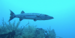 Barracuda in Yucatan, Mexico. Photo source: Tom Crossland (Flickr). Creative Commons. 