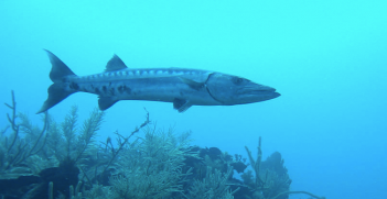 Barracuda in Yucatan, Mexico. Photo source: Tom Crossland (Flickr). Creative Commons. 