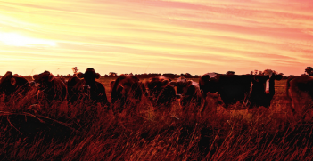 Australian cattle farm at sunset. Photo source: Melody Ayres-Griffiths (Flickr). Creative Commons.