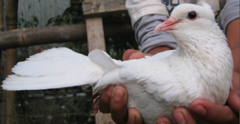 peace_dove. Photo Credit: Khairul Alam (Flickr) Creative Commons