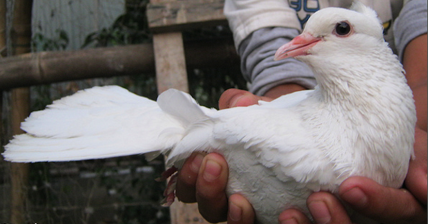 peace_dove. Photo Credit: Khairul Alam (Flickr) Creative Commons
