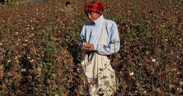 CottonPicker_Uzbekistan. Photo Credit: Chris Shervey (Flickr) Creative Commons