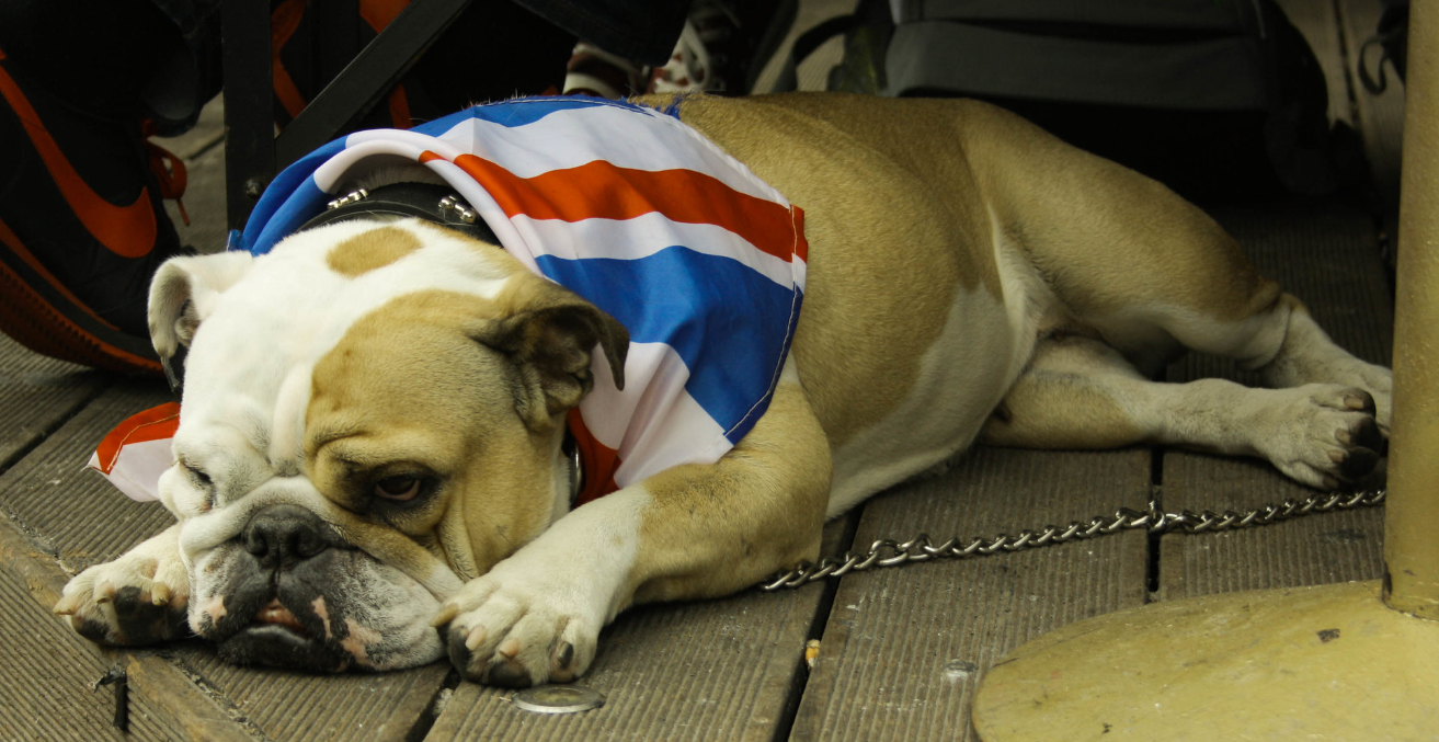 British Bulldog. Flickr - Catrin Austin https://creativecommons.org/licenses/by/2.0/