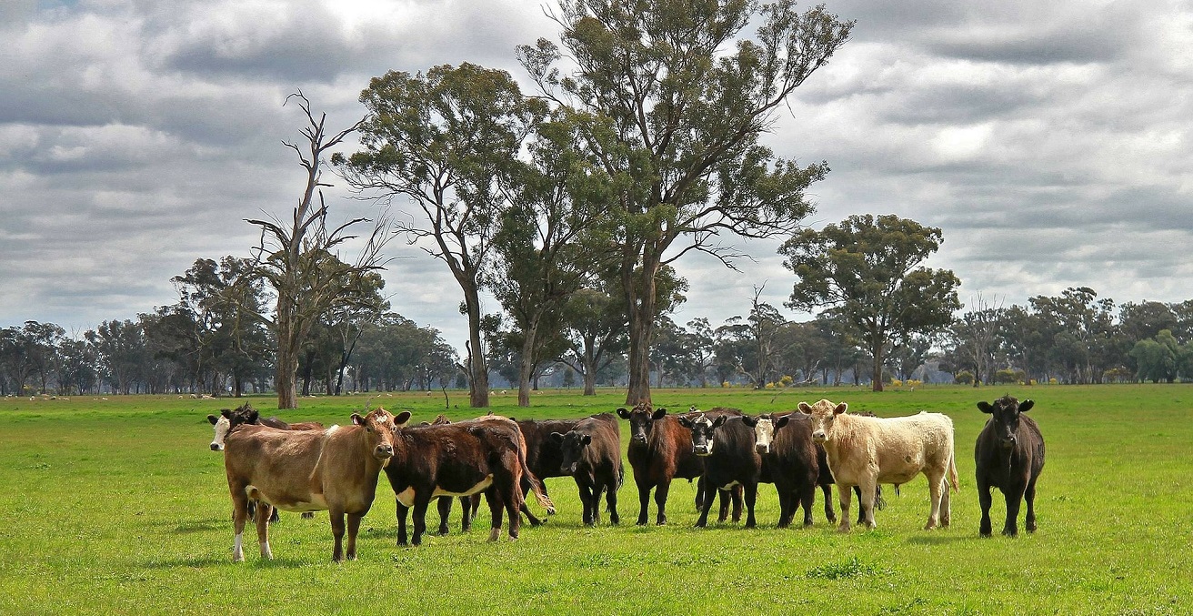 A herd of cows in a field with a eucalyptus tree behind them. Source: Holger Detje https://bit.ly/2Z0cUEb