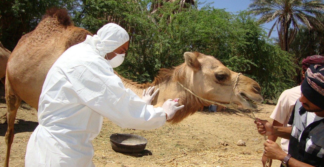 A camel receives an injection.  Source: Awadh Mohammed Ba Saleh https://bit.ly/3gRgveq