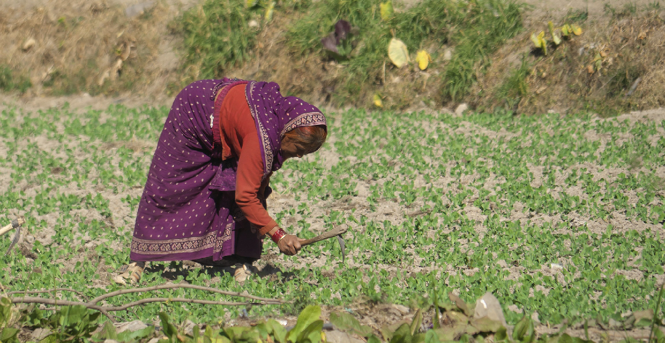 Tending the Crop in Uttarakhand, India. Source: Gavin Edmondstone https://bit.ly/3oToLhj