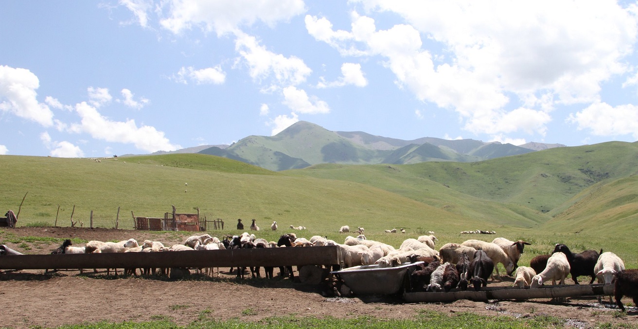 Pasture and cattle in the mountains near Almaty, Kazakhstan.
Source: Patrizia Cocca / GEF https://bit.ly/3u9ni9a