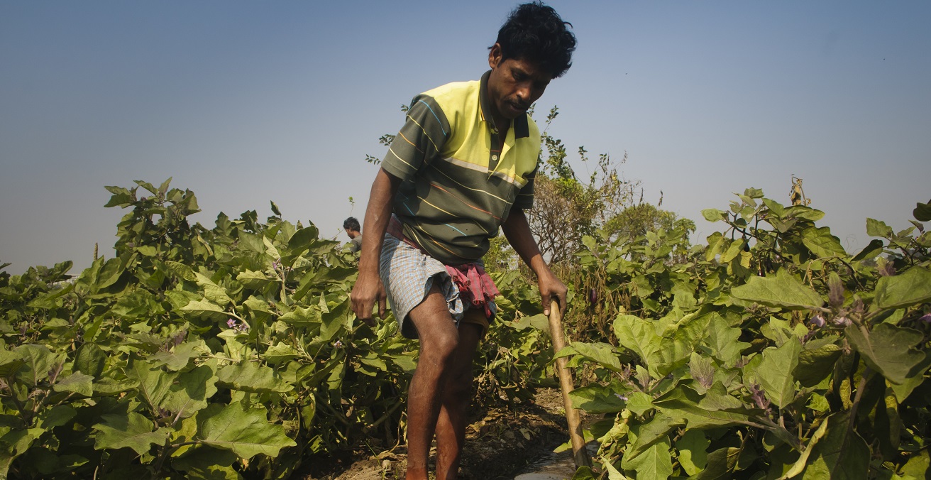 Brinjal cultivation using wastewater. Source: 
Water, Land and Ecosystems https://bit.ly/3fc9ExV