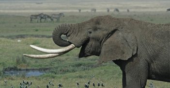 Elephant (Loxodonta africana) in the Ngorongoro crater, Tanzania. Source: Schuyler Shepherd https://bit.ly/2WqFAau