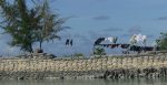 In Kiribati, the building of walls is a possible strategy to mitigate the gradual increase of sea levels. Source: Elisa Fornale / SNSF Scientific Image Competition https://bit.ly/3BoQsnY