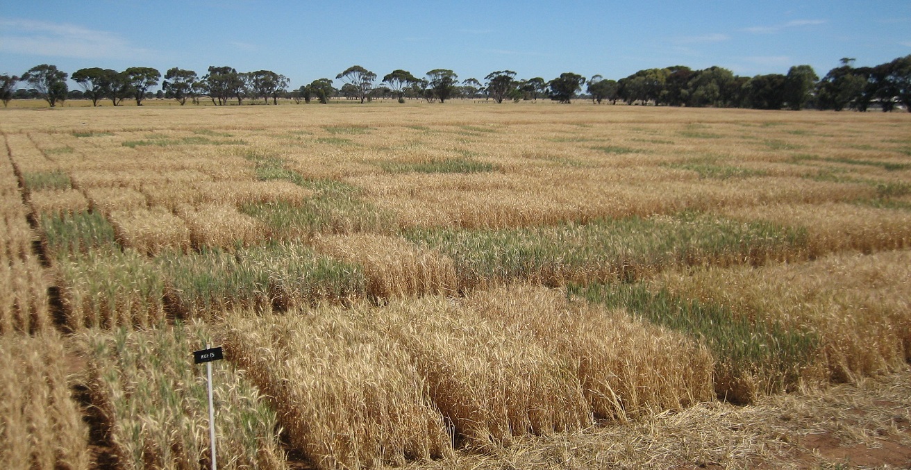 A wheat field in South Australia. Source: Wheat Initiative https://bit.ly/3raUr5k