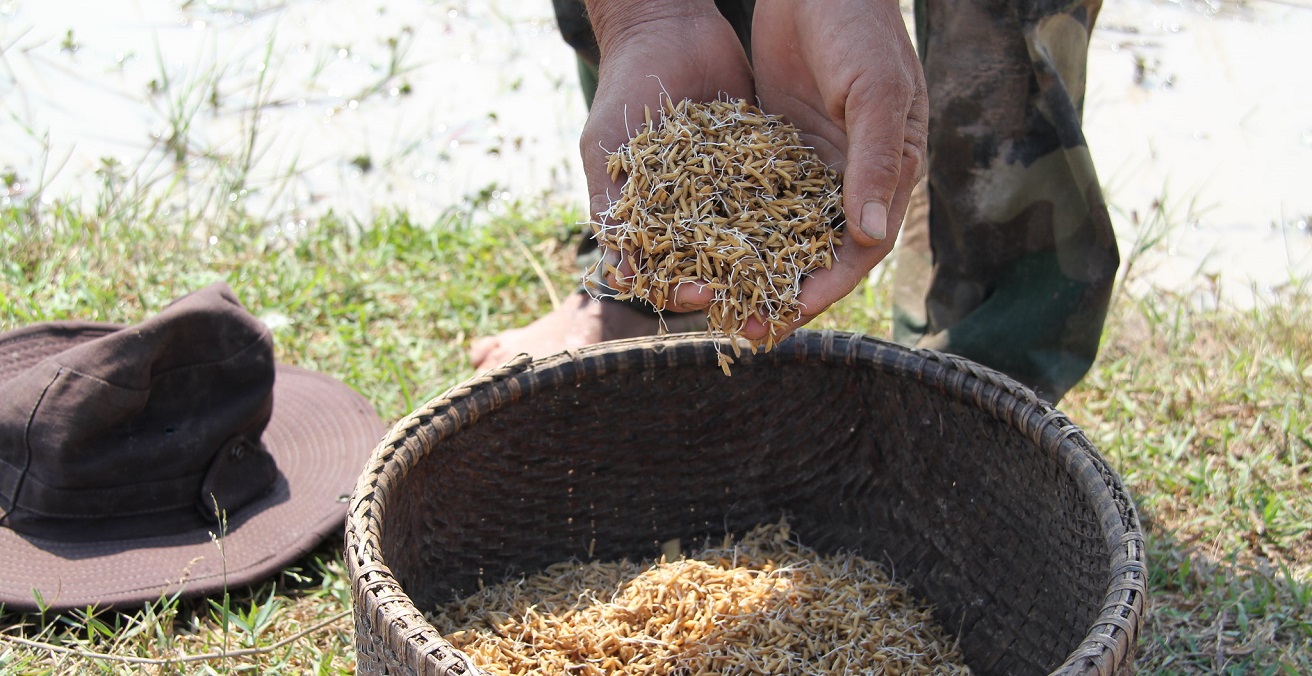 Germinated rice for hand broadcasting Cambodia
Photo: Chris Graham/AusAID https://bit.ly/3fw02Qt