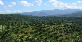 View of palm oil plantation in Cigudeg, Bogor. Source: Achmad Rabin Taim from Jakarta, Indonesia/https://bit.ly/3oKx3O8