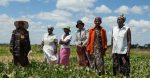 Women's group in Zimbabwe who work together to grow mucuna for their livestock. Source: Swathi Sridharan (ICRISAT) / https://t.ly/IEkcp