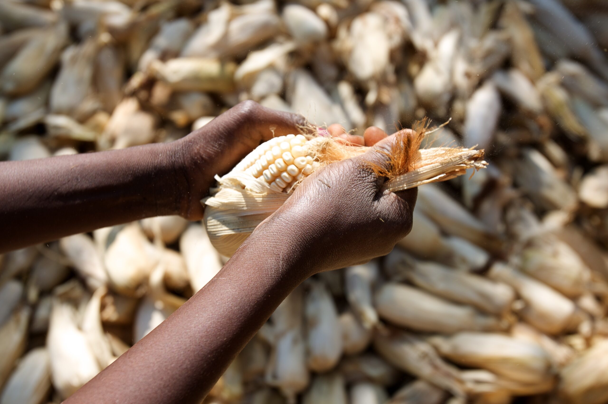 Hand in Hand for Better Foods and a Better Future? Taking Stock of Global Food Security after the 2025 World Food Forum