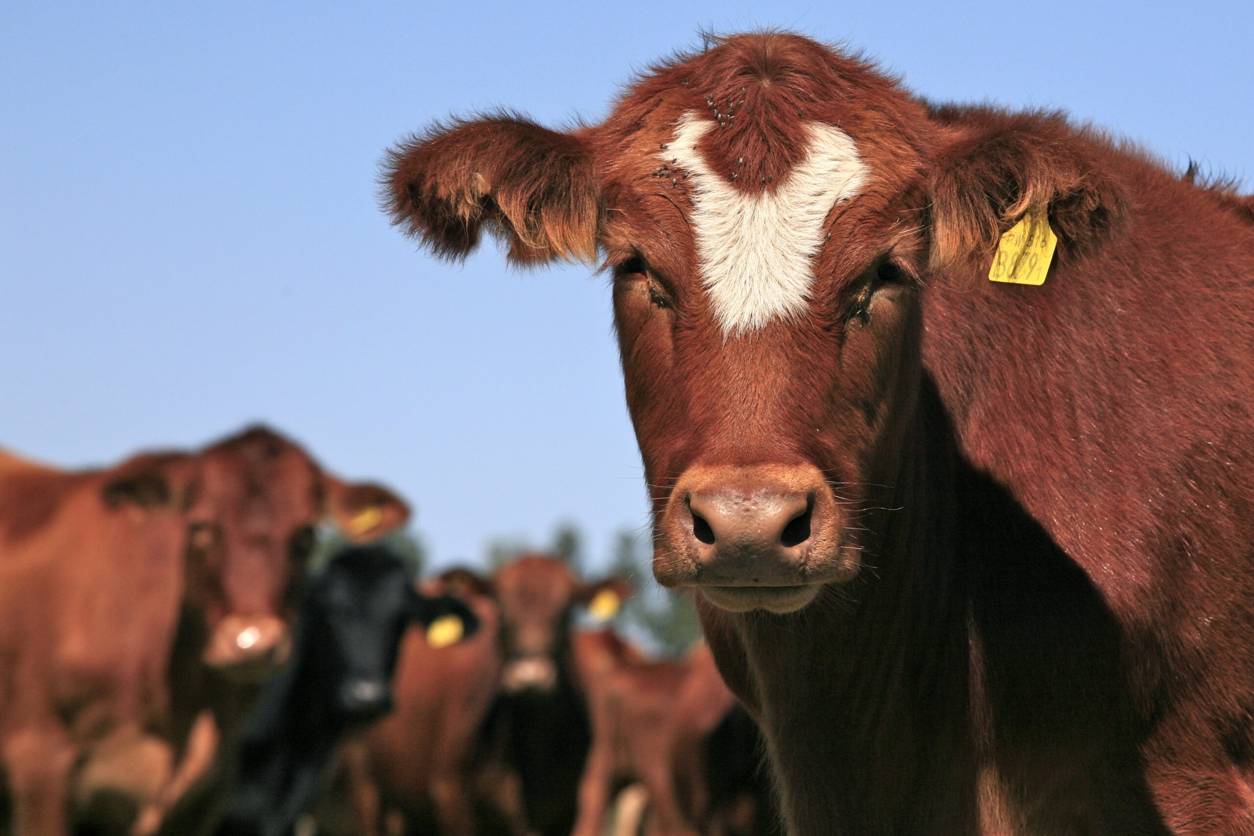 Synthetically Enhanced Foot-and-Mouth Disease: A Future Economic Threat to Australia