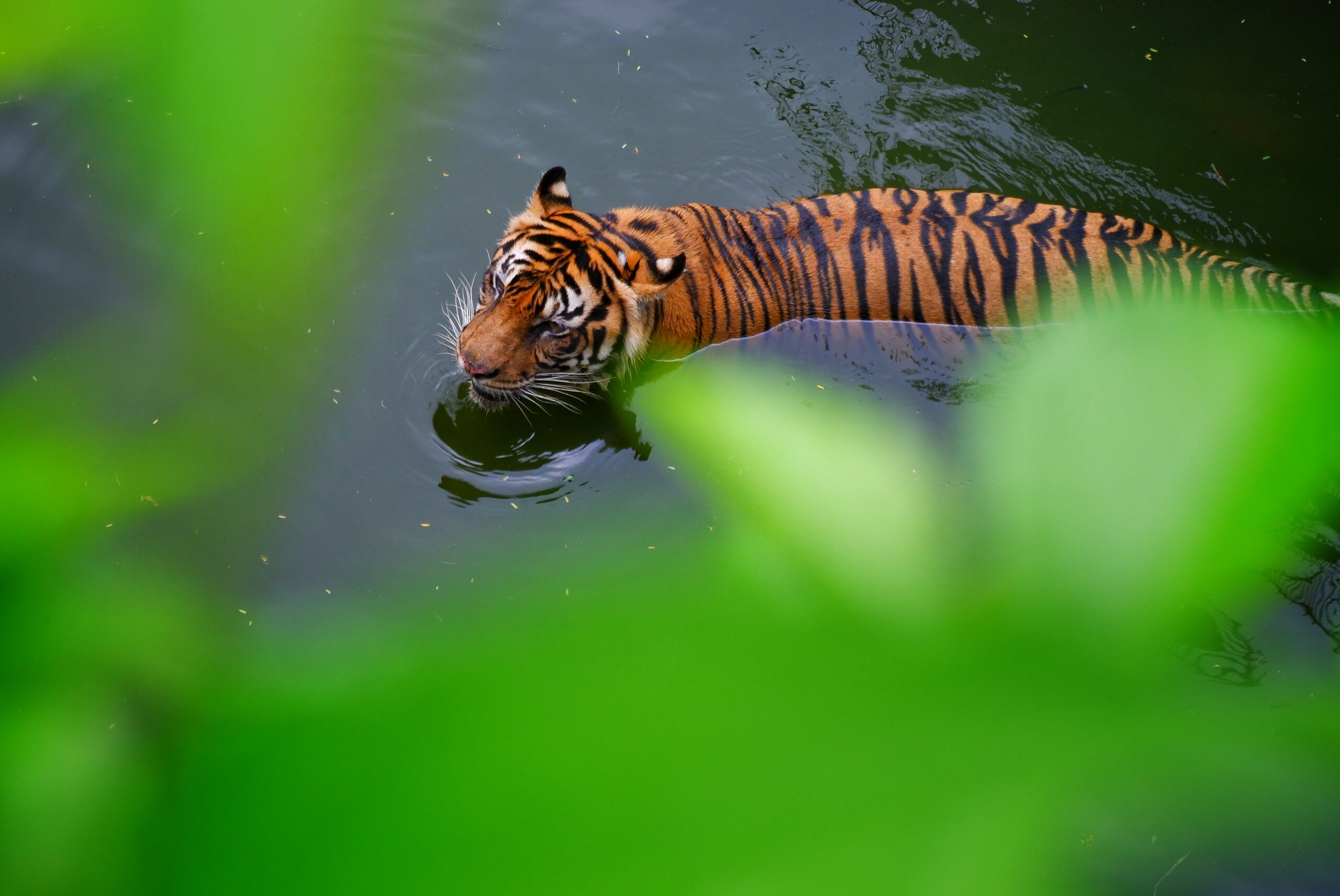 Indonesia Wants a Biodiversity Credit Market. Australia Offers a Cautionary Tale
